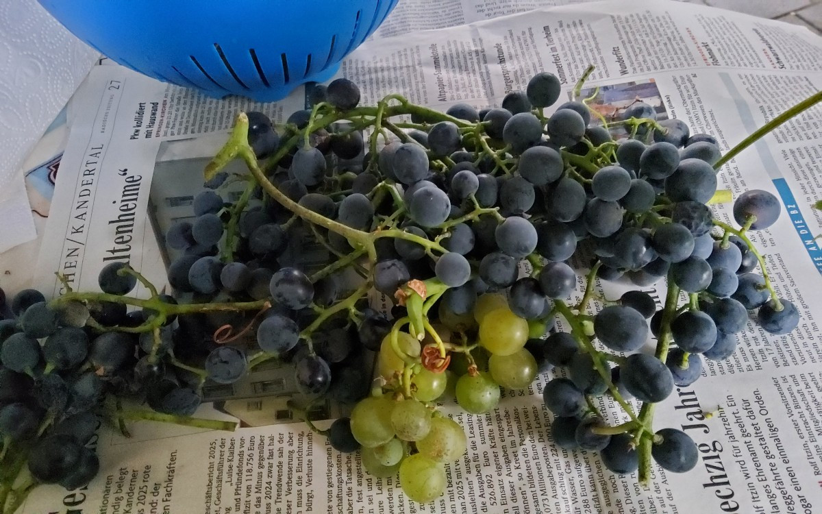 ...stellt euch vor, jetzt wäre ich im Garten beim Ernten fast vom Regen überrascht worden... ...muwahaha...🤣🤣🤣 ...de…
