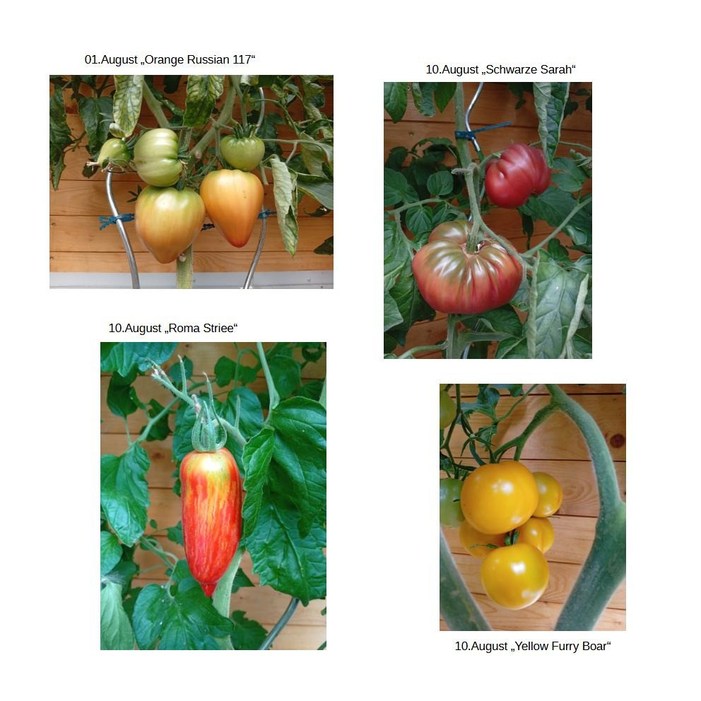 Zum ersten Mal wurde unser neu angelegtes Hochbeet dieses Jahr bepflanzt. Vorrangig sind zwar Tomaten drin gewesen, abe…
