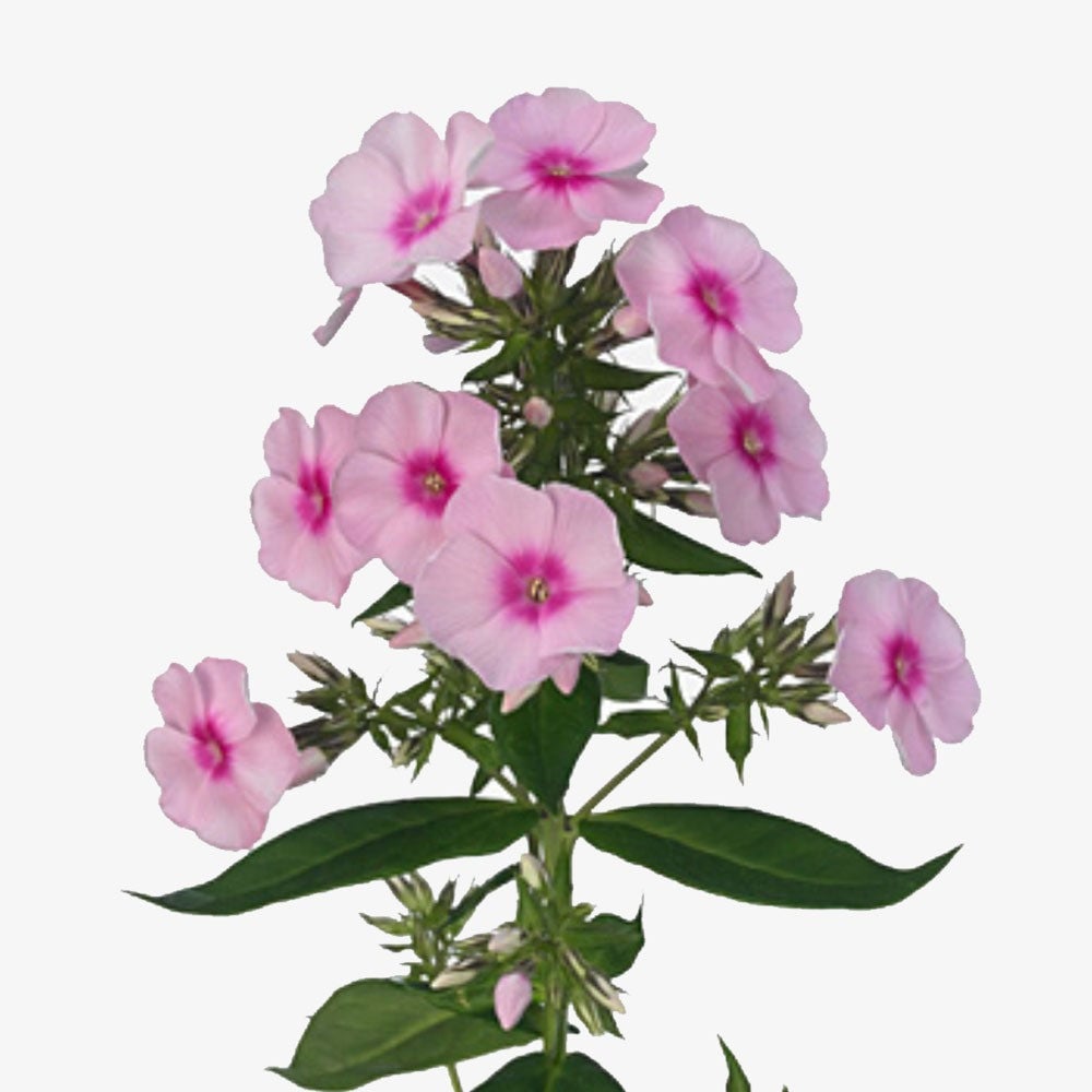 Phlox, Flammenblume