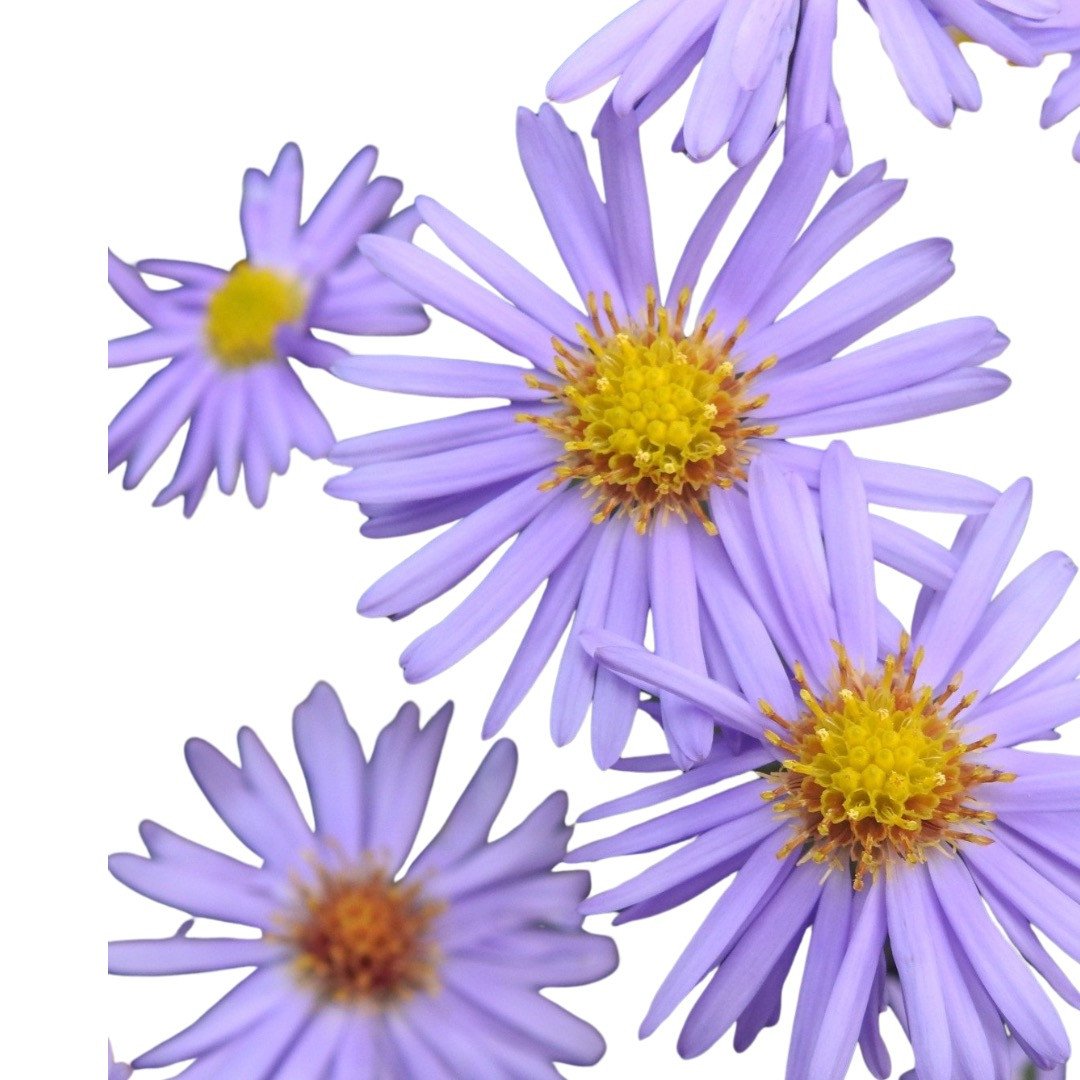 Aster