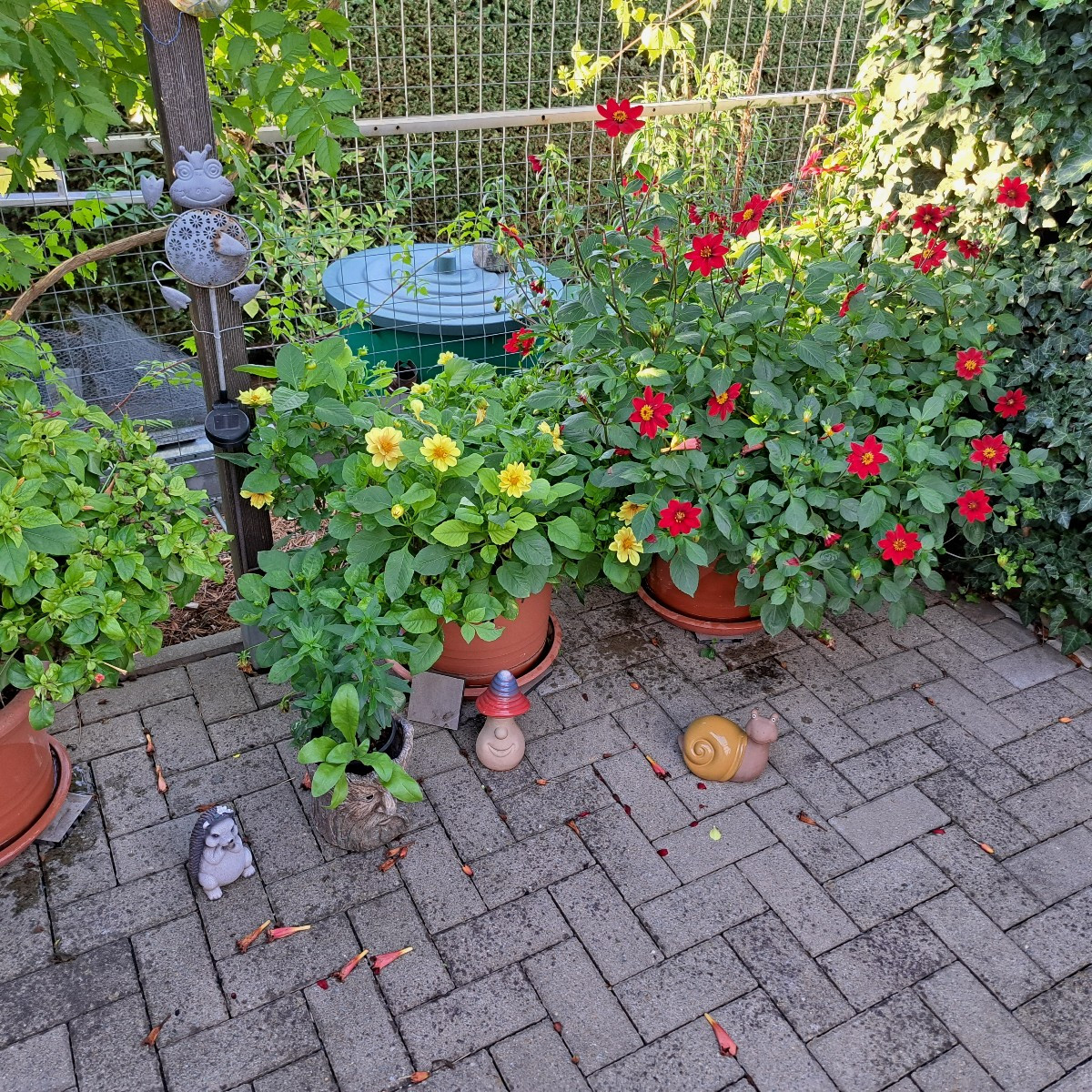 Ja die Dahlien blühen dieses Jahr sehr spät. Ich glaube das es an der trockenheit und Hitze liegt. Nur die Dahlien im T…