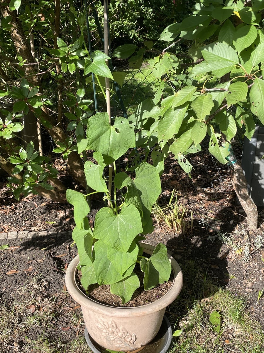 Update vom @chayote-55456 
Er Fürst sich unter dem Erdbeer- und Kirschbaum sehr wohl 🤞🏻