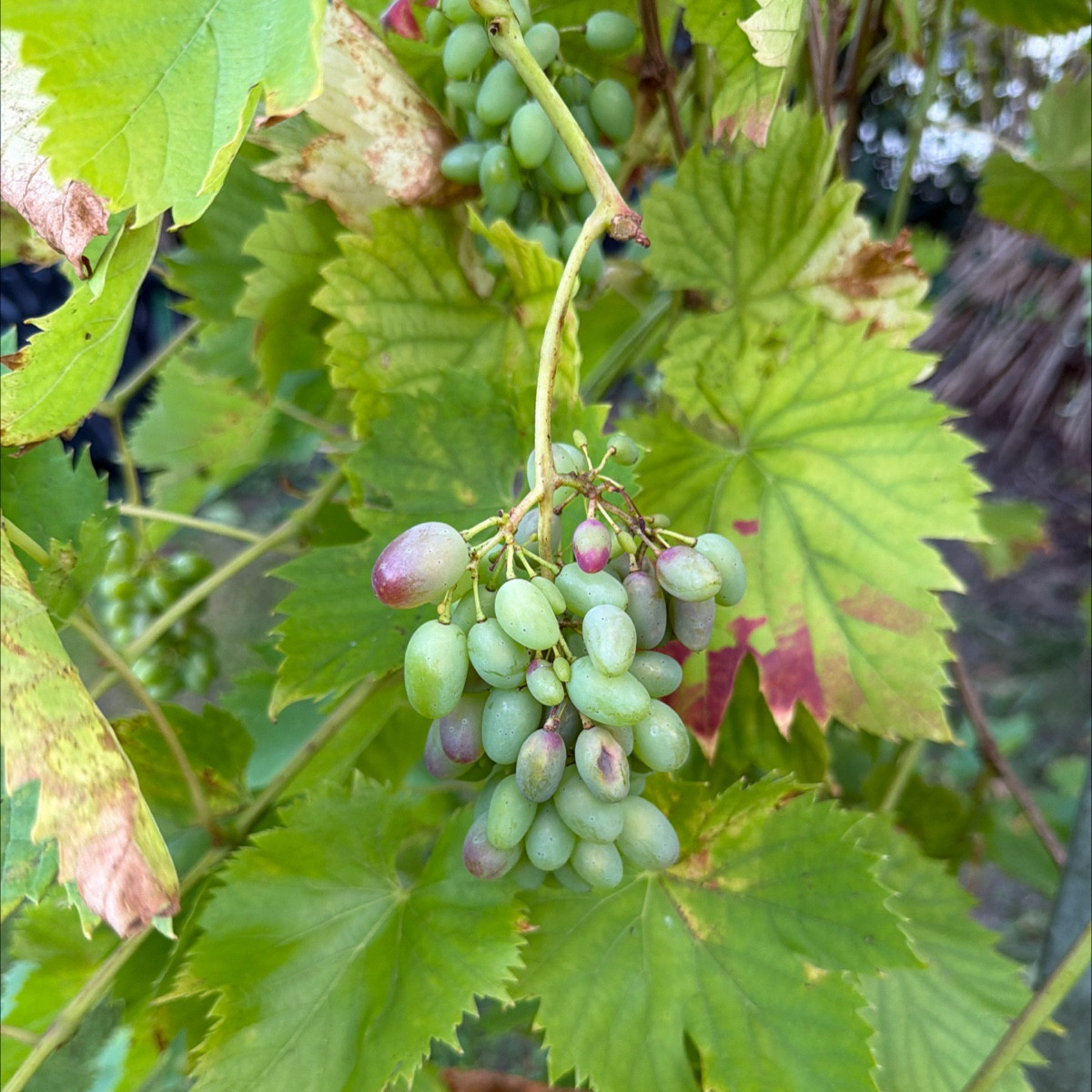 Meine eigenen @paprika kommen auch, das erste Mal 😍

Das @eisenkrautverbenabonariensis-132651 erfreut mich jeden Tag!!…