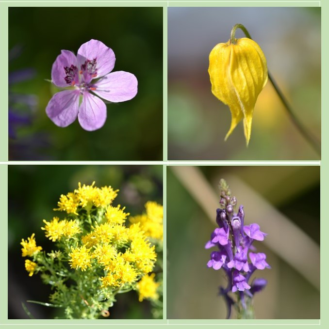 Septemberblüten...