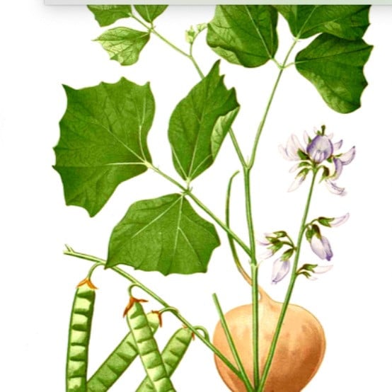 Yam