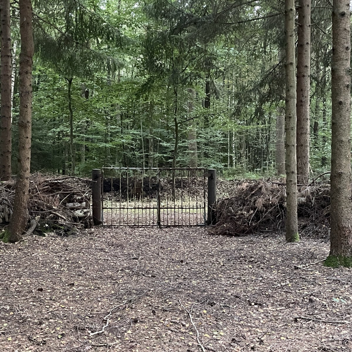 #einkaufenimwald
Gestern nach Feierabend ab in den Wald 🌳🌲… (1/2 einen geeigneten Einstieg suchen 👀 )…

… Pilze 🍄‍…