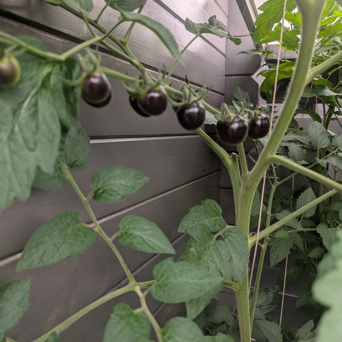Mal eine Frage in die Runde.Ich habe Samen von Tomaten aus dem Supermarkt dieses Jahr gepflanzt.Wie erkennen ich jetzt …