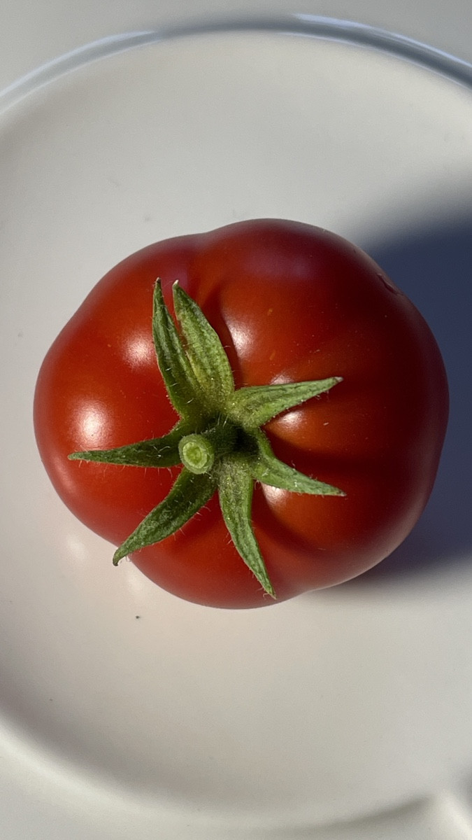 Bei dem Schnuddelwetter kurzes Fotoshooting mit dem heutigen Erntestar: 🍅 @marglobe-185982 

Zum ersten Mal im Program…