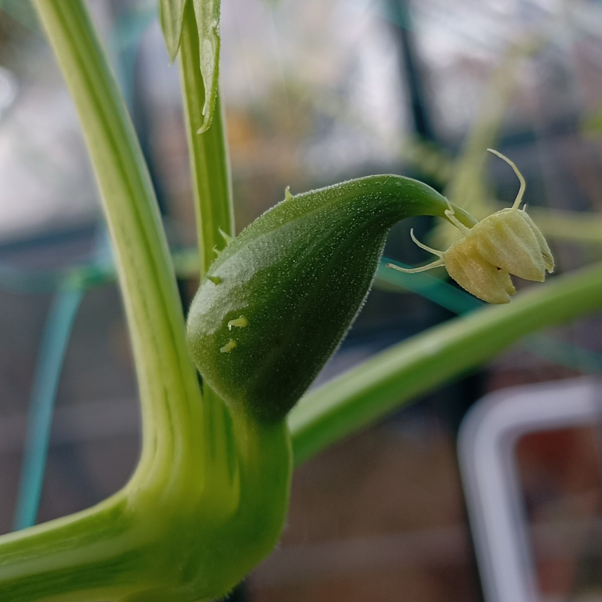 Die ersten 2 Inkagurken sind befruchtet. 😀🥒
Die Brutknöllchen am Yams wachsen.🥔
Die erste Arracaccha bekommt auch en…