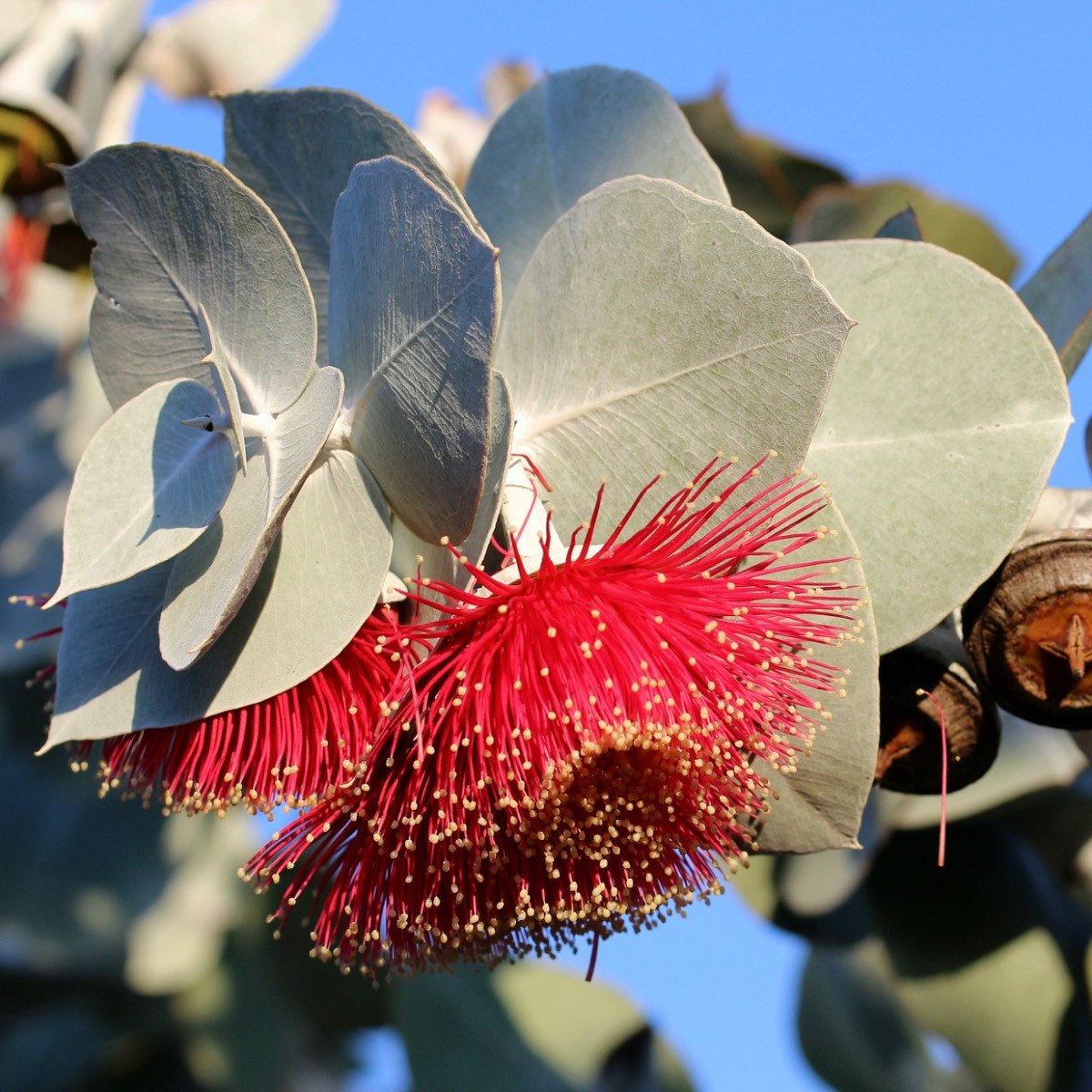 Eucalyptus Standardsorte