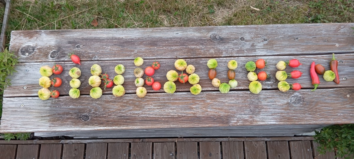 Tomatillos, Mexikanische Honigtomaten, Pimentis de Padron, @patronbernard sind das welche? Du hattest mal geschrieben d…