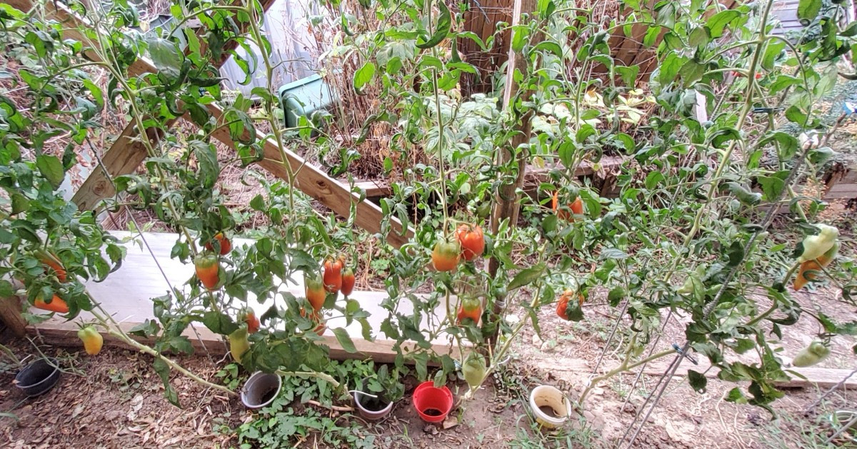 ... vor ein paar Jahren fand ich unter meinen selbstvermehrten Tomaten eine Sorte, die komplett aus der Reihe tanzte...…