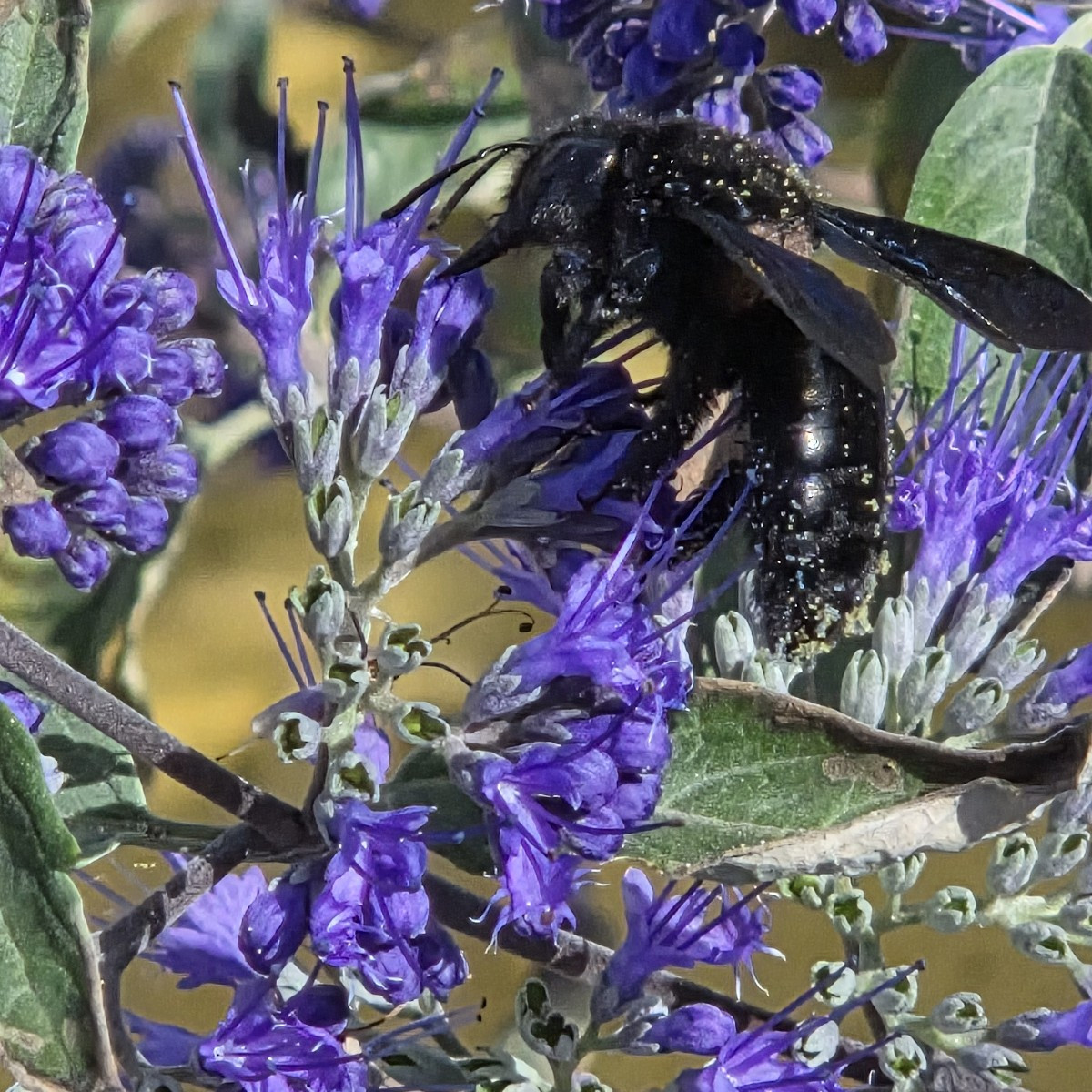 Dieses Jahr sind extrem viele Holzbienen bei mir unterwegs 🥰

Ansonsten hab ich noch einen Bovist geerntet und die Zit…
