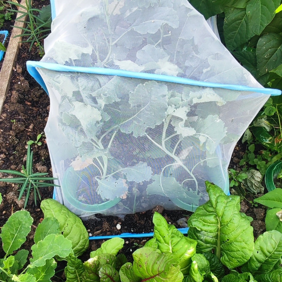 ▪︎... endlich aus dem Gefängnis befreit! ...
@winterbrokkolisprouting-26538 und @cavoloneroditoscana habe ich heute "en…