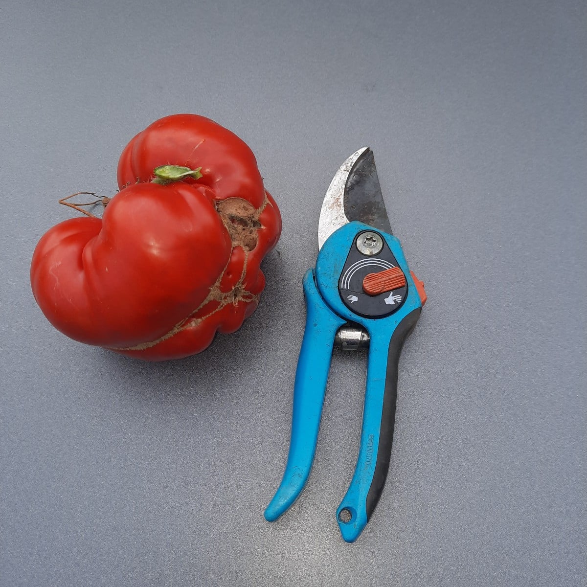 Also ich finde die Tomate 'Giganto' hat ihren Namen verdient 😊