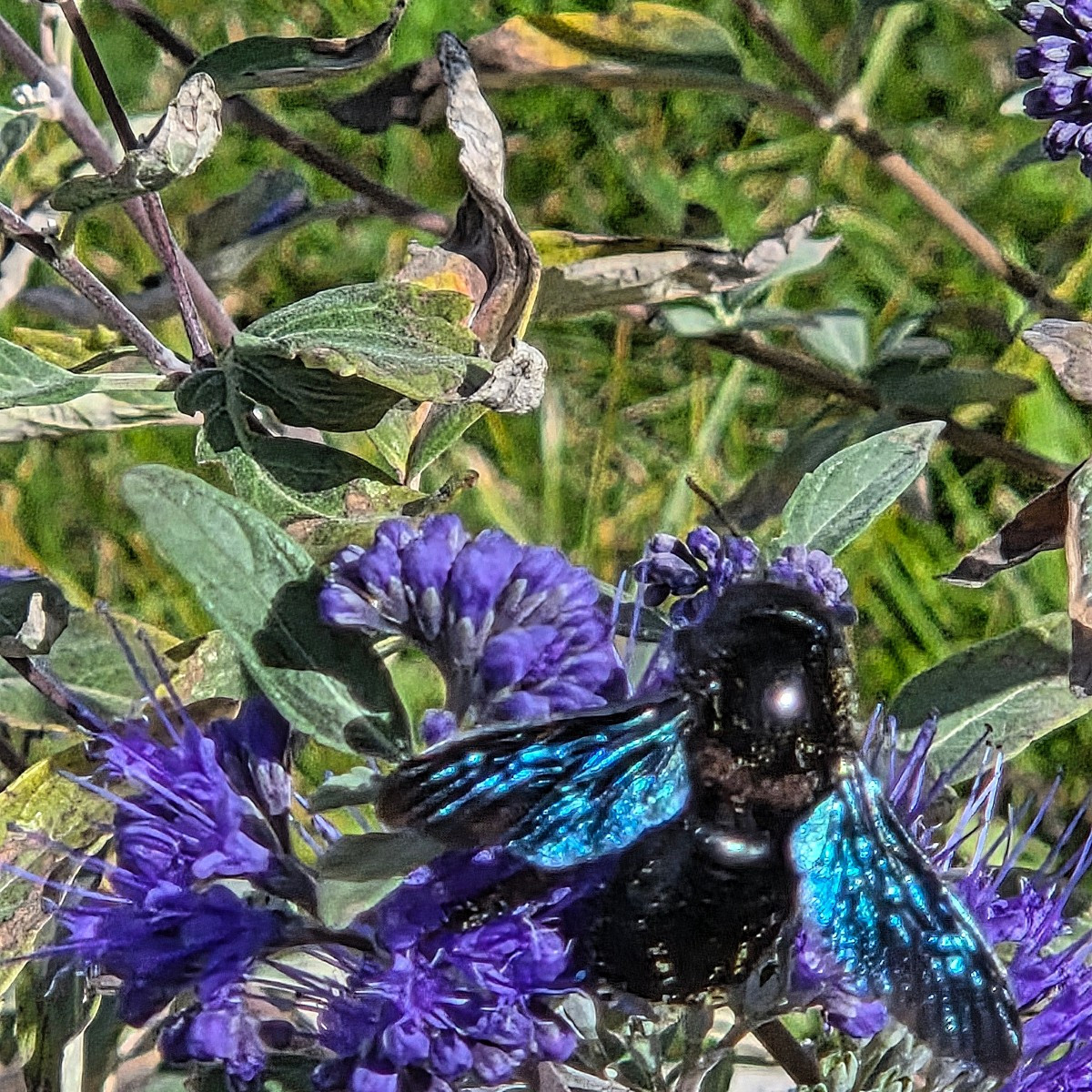 Dieses Jahr sind extrem viele Holzbienen bei mir unterwegs 🥰

Ansonsten hab ich noch einen Bovist geerntet und die Zit…