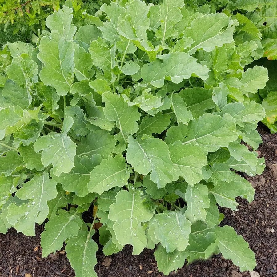 Gemüsekohl - Baumkohl / Ewiger Kohl