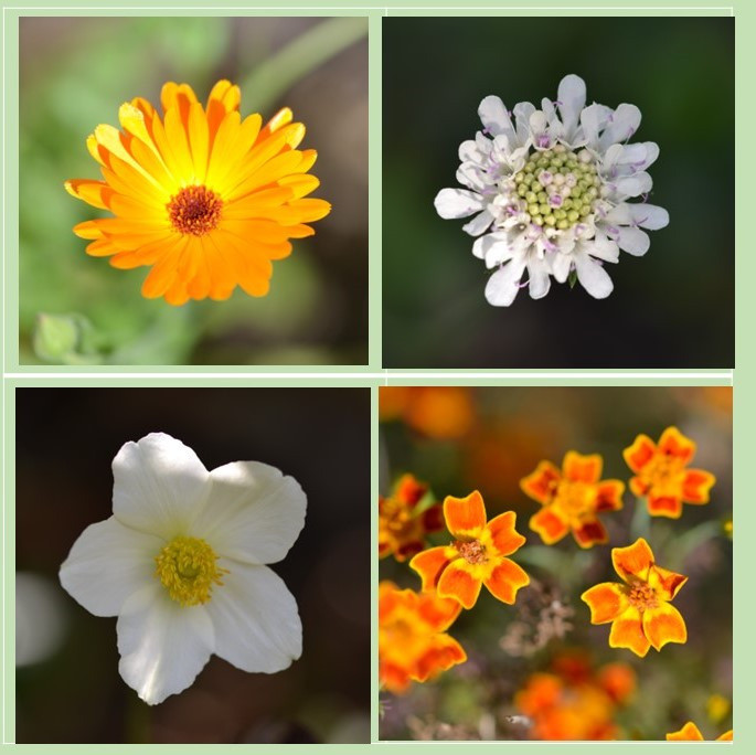 Septemberblüten...