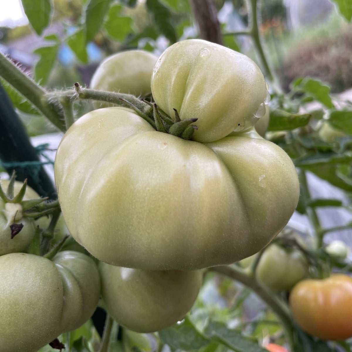 Beim Kontrollgang durch den Garten fix ein paar Tomaten, Himbeeren und Brombeeren eingesammelt.

Eine der Brombeeren is…