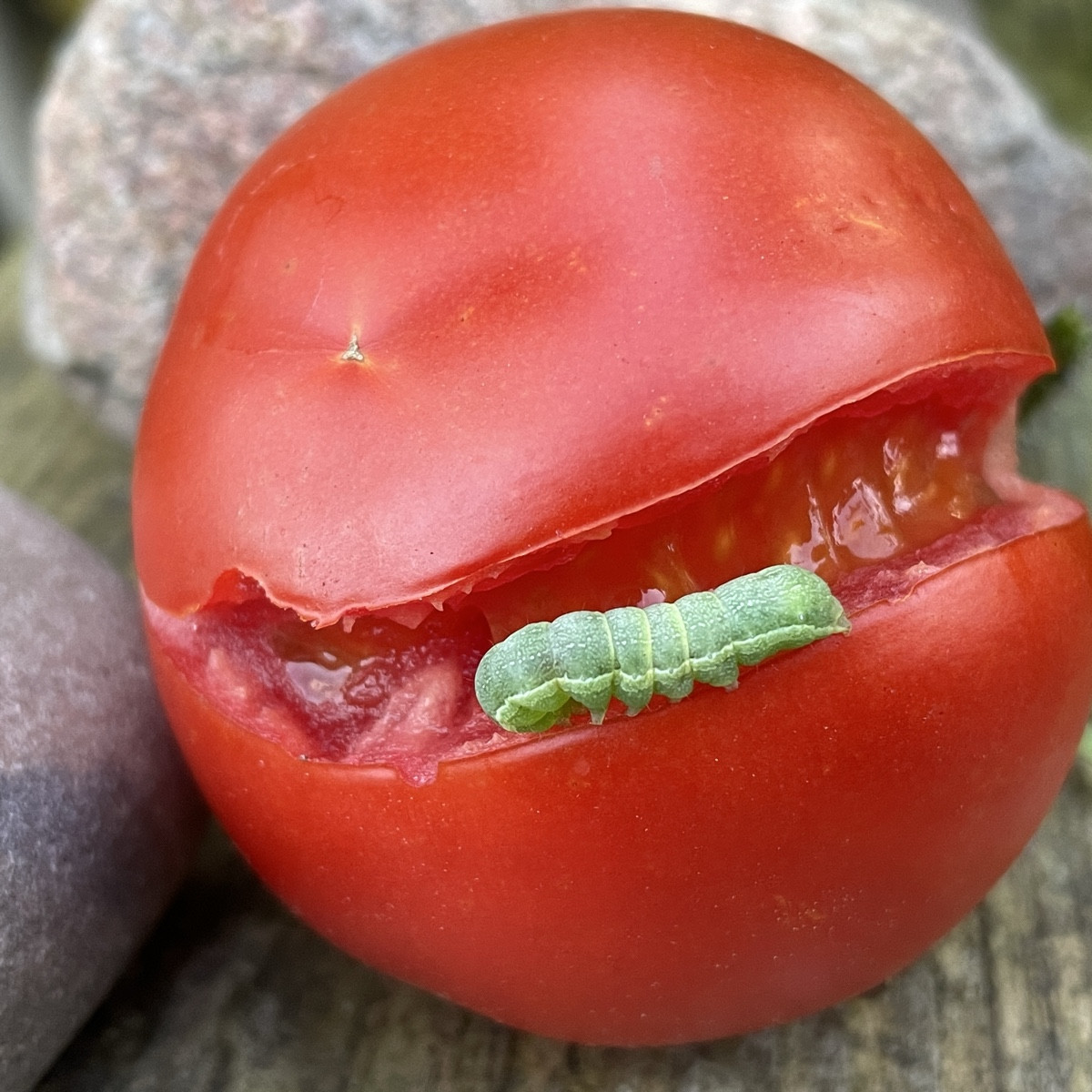 da war ich eine halbe Woche mal nicht nach den Tomaten gucken 👀 🫣

#einkaufenimgarten 🍅 @raf-188263
@cherrysweetie-9…