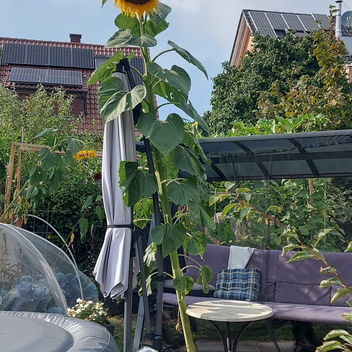 1. Habe meinen Porre früh komplett geerntet um Platz zu schaffen und weil die erste Stange in die Blüte gehen wollte. 
…