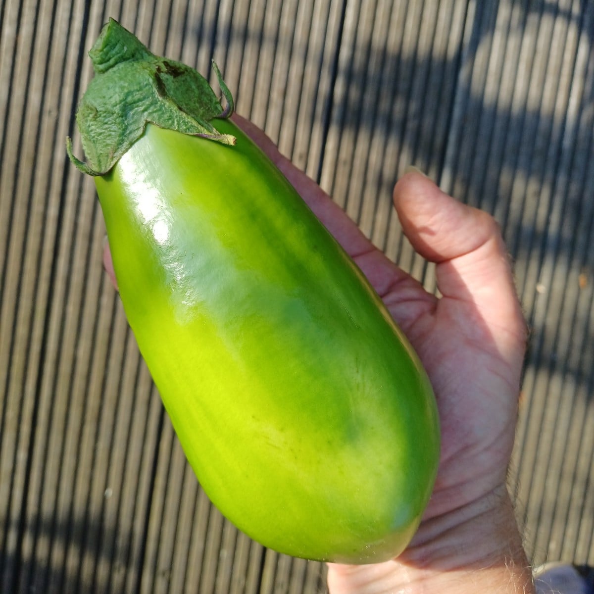Bin positiv enttäuscht: Aubergine "Little Green", knapp 300g!