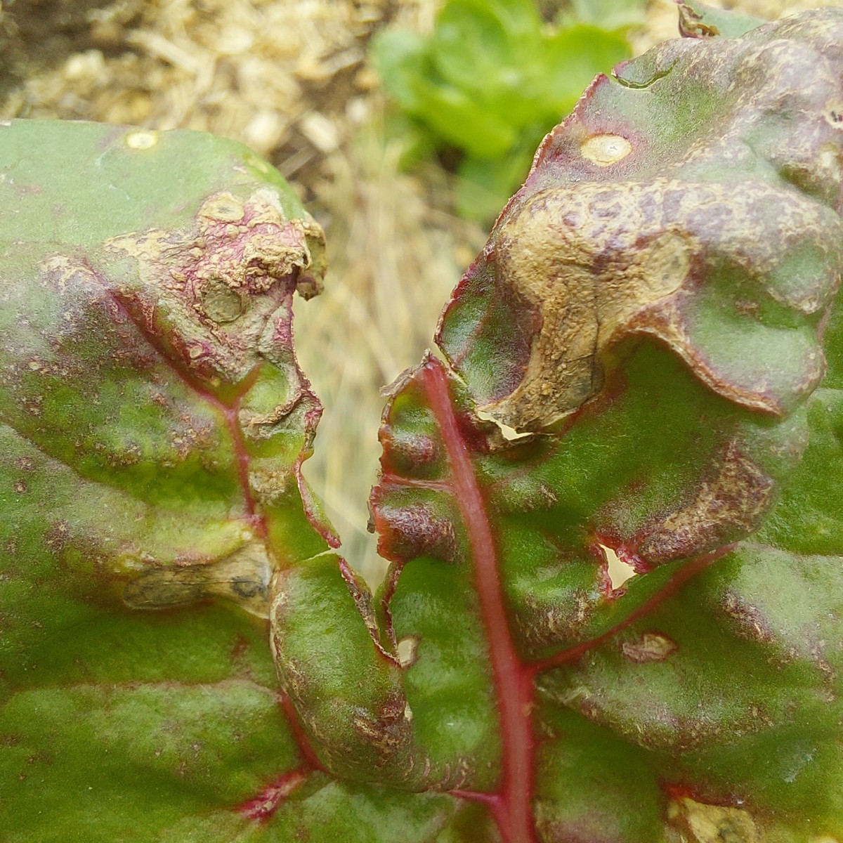 #Einkaufenimgarten
Die Tomaten werden mehr. So schön bunt.
Mal sehen, was mir von den Schnecken(?) vom Weißkraut übrig …