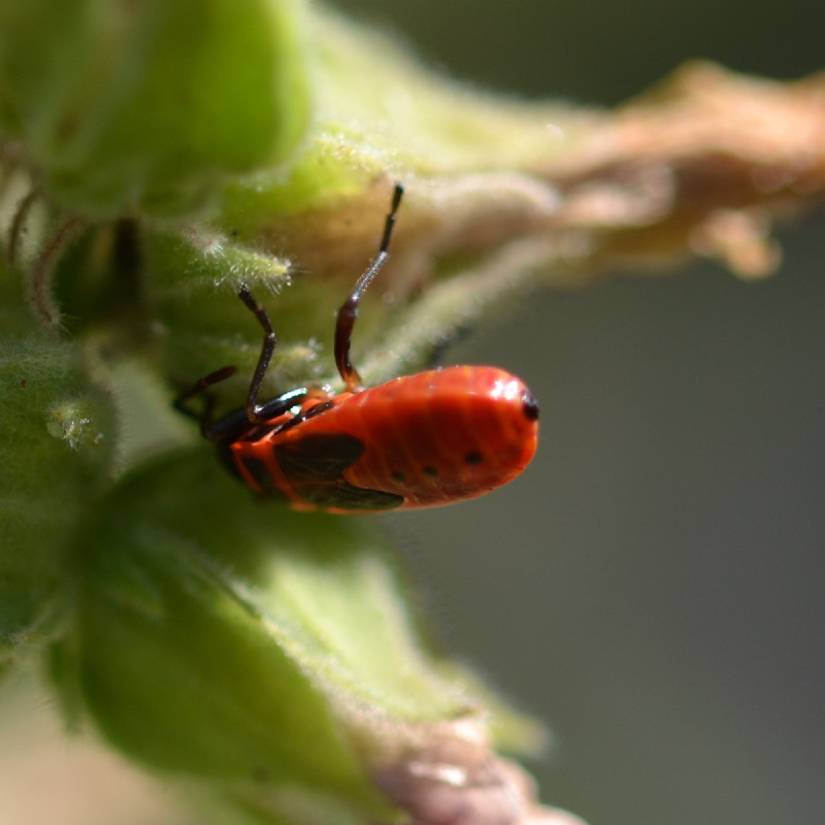 Auf sie hab ich schon gewartet: Die Große Heidelibelle (Foto 1 bis 3) ist immer im August am Gartenteich zu beobachten.…