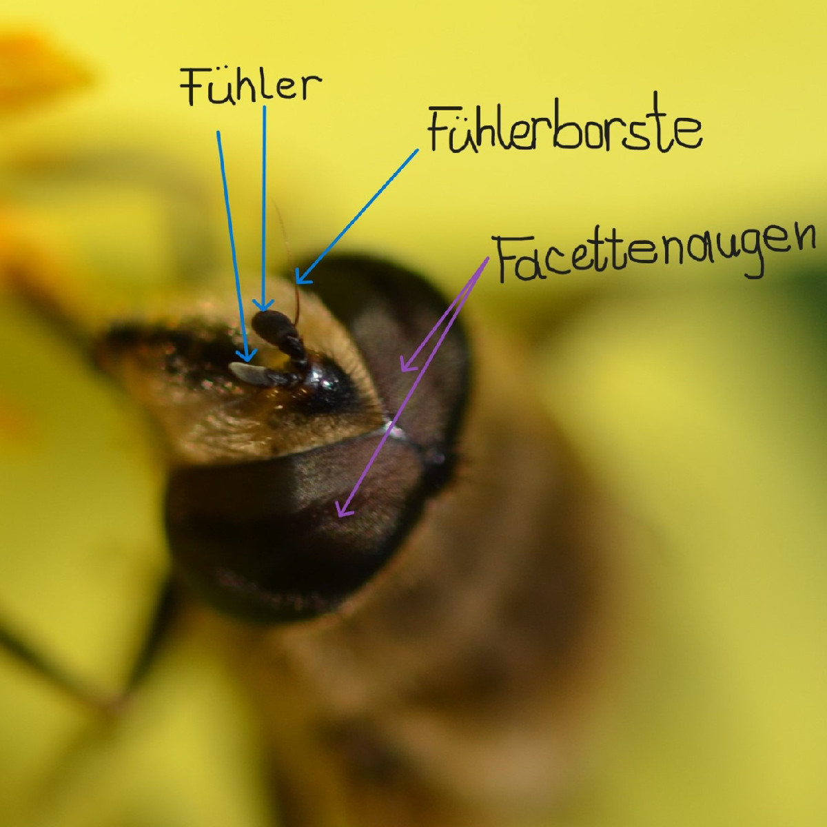 Woran kann man bei Schwebfliegen erkennen, ob es sich um ein Weibchen oder ein Männchen handelt? Ich hab bei der Mistbi…