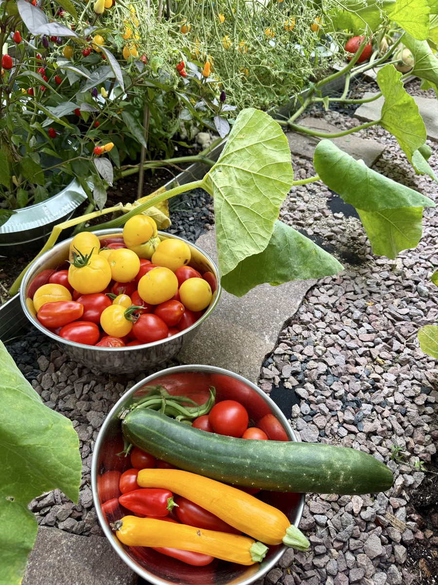 Ernte 🍅 Zucchini haben leider Mehltau😕 