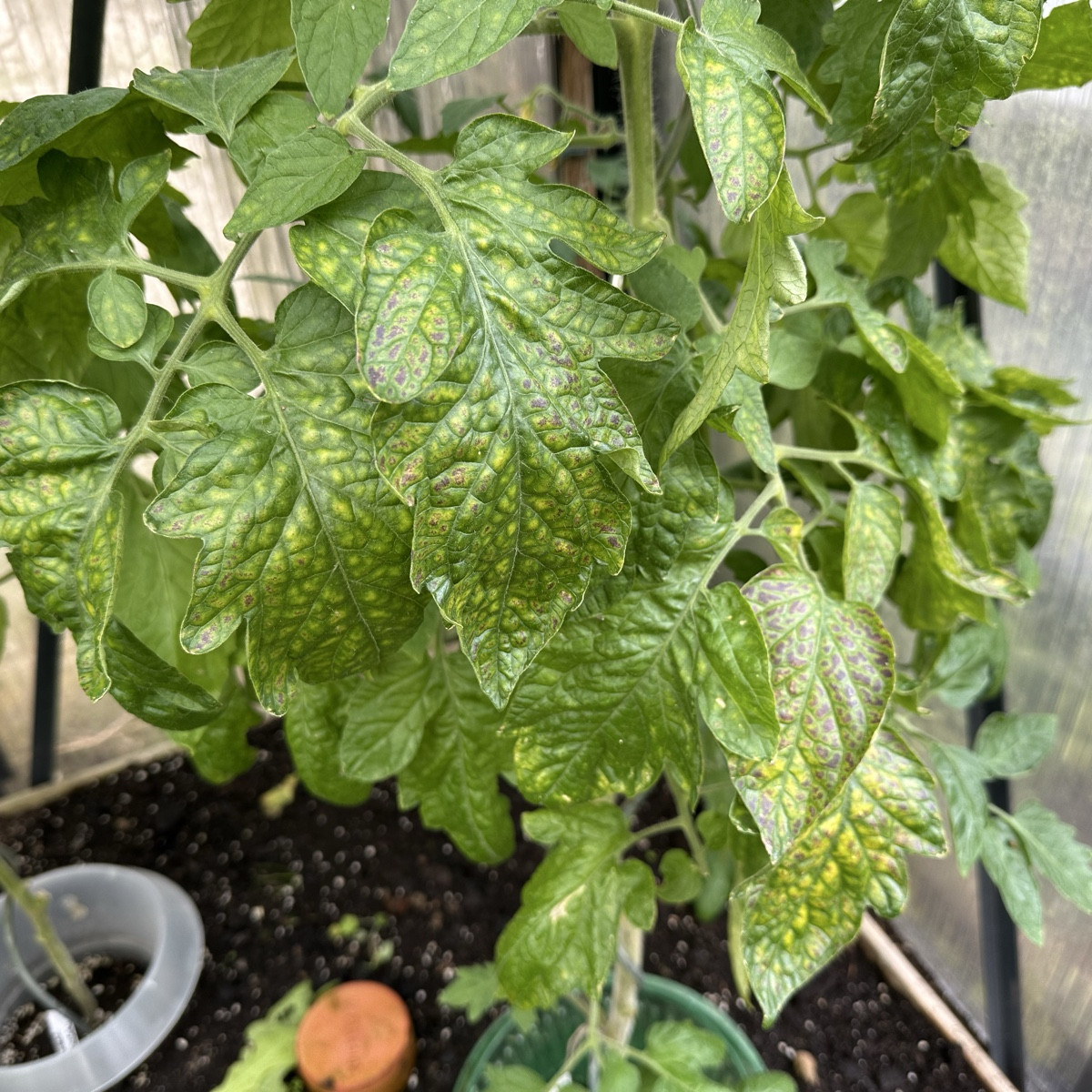 Was ist das denn jetzt an meinen Tomaten? 