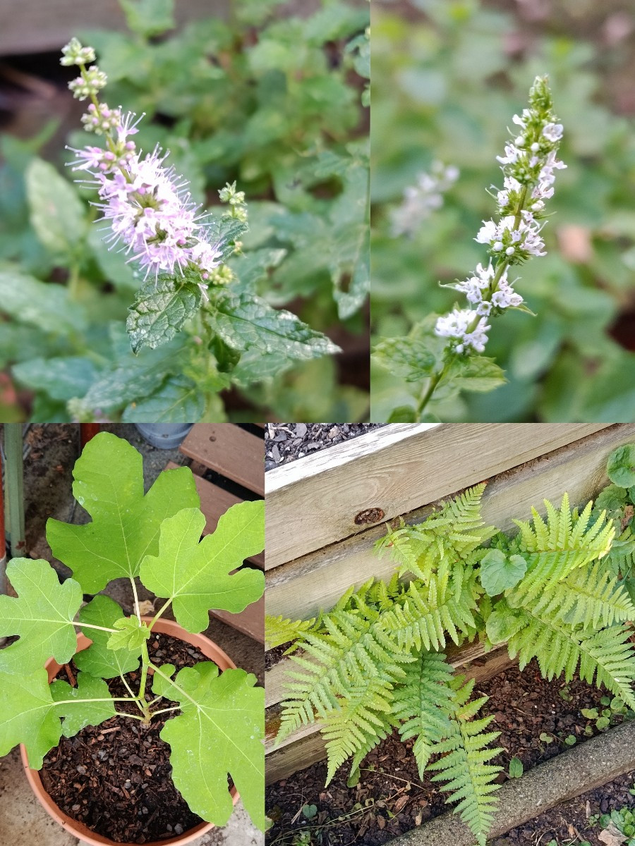 Im Hausgarten habe ich Mangold, etwas Feldsalat, Salat und eine Handvoll Tomaten geerntet. Es blüht noch schön, die Fle…