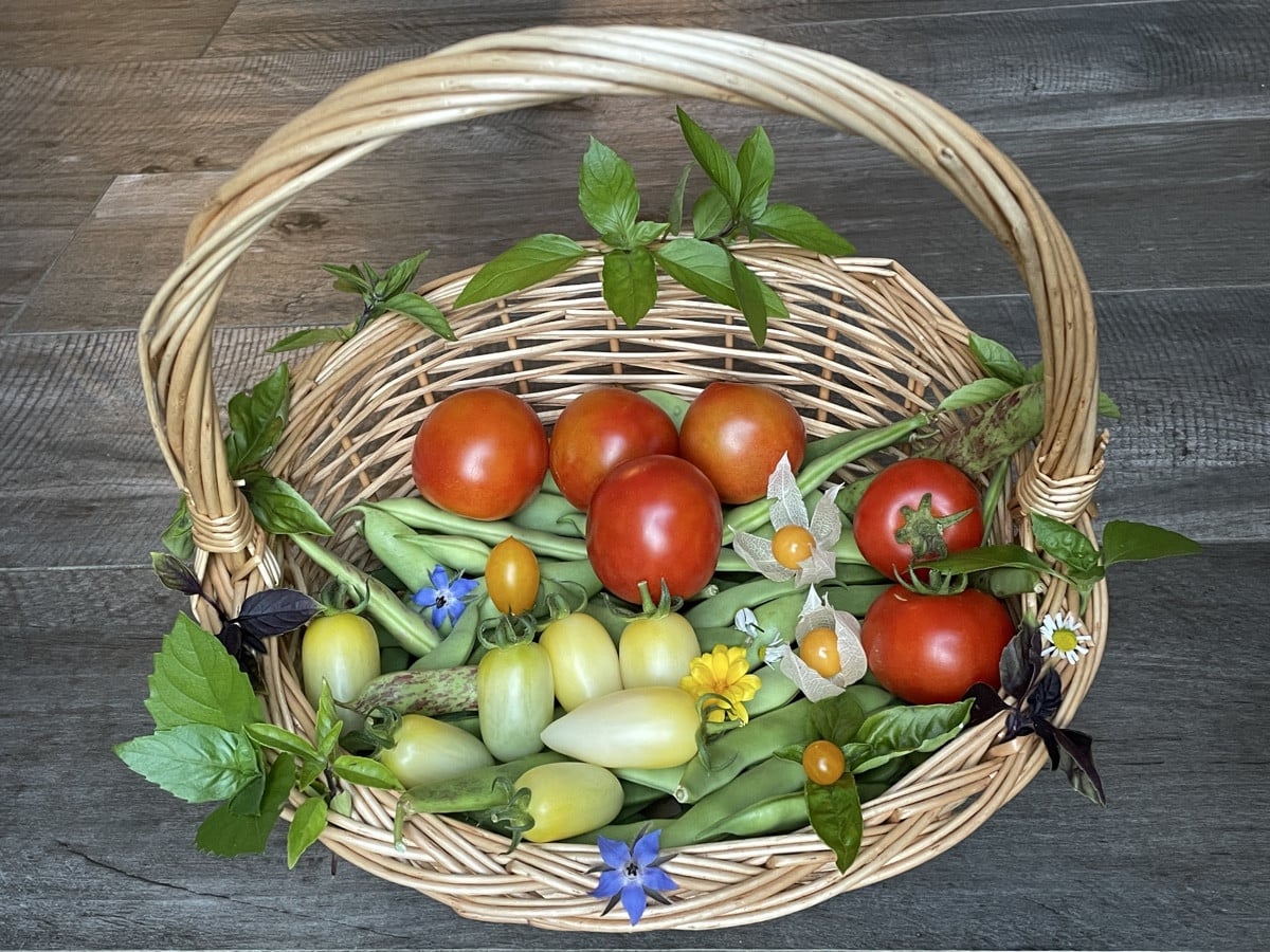 Am Wochenende Besuch gehabt und waren daher heute nur kurz im Garten zum nach dem Rechten schauen, ernten und gießen ge…