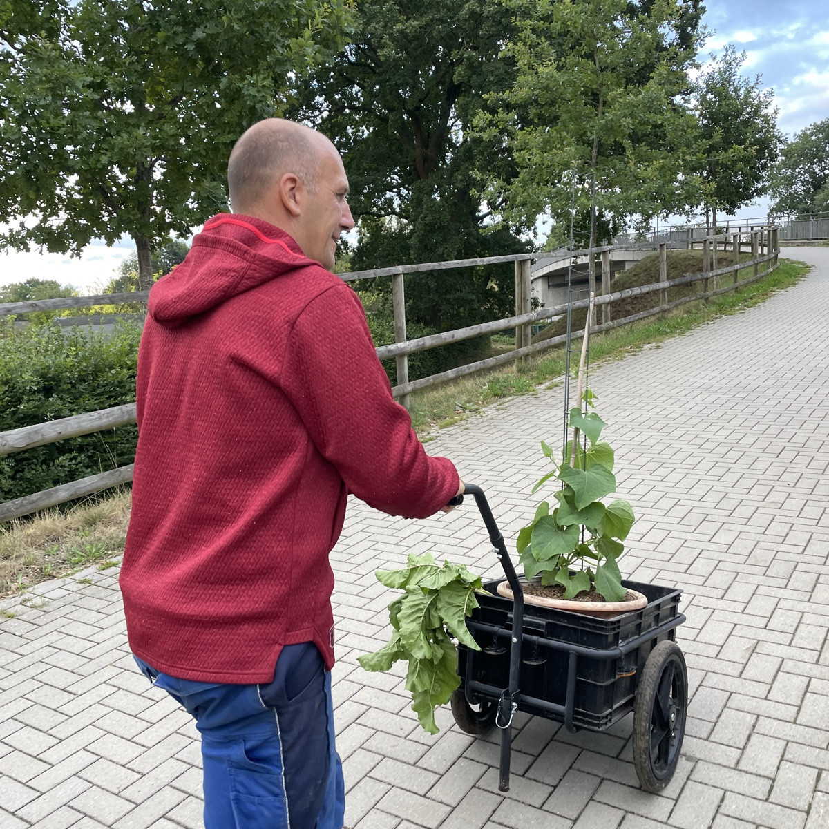 Meine Wespenspinne hat sich einen Falter gefangen und ich musste feststellen, dass sie sehr haarig ist 🤭

Und dann ist…