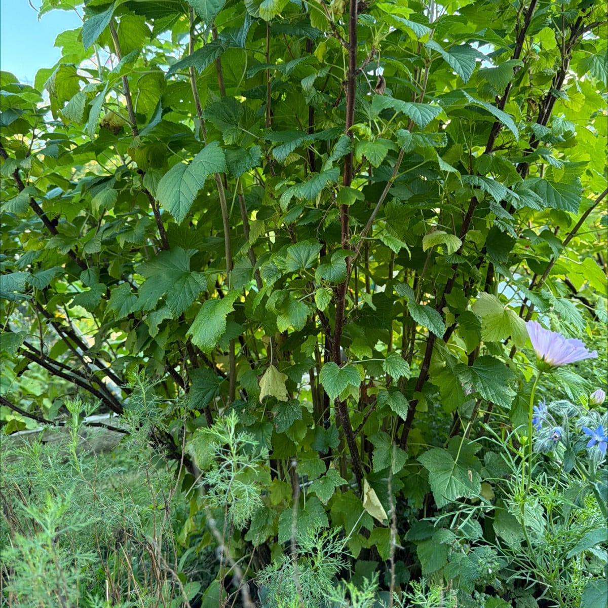 Habt Ihr Eure Johannisbeeren schon ausgelichtet?
Das steht bei mir nun auch noch an, so ca. 1/3tel entnehme ich vom ält…