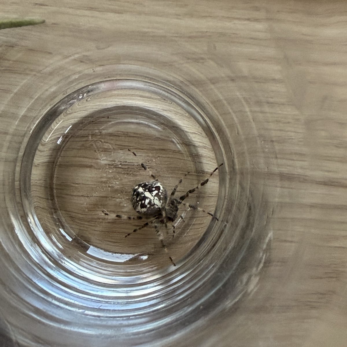 Mein Mann hatte netten Besuch im Haar!
Und heutige Fleißarbeit im Sanddorn.
Oxymel mit Tonic Water und Wasser kam gut a…