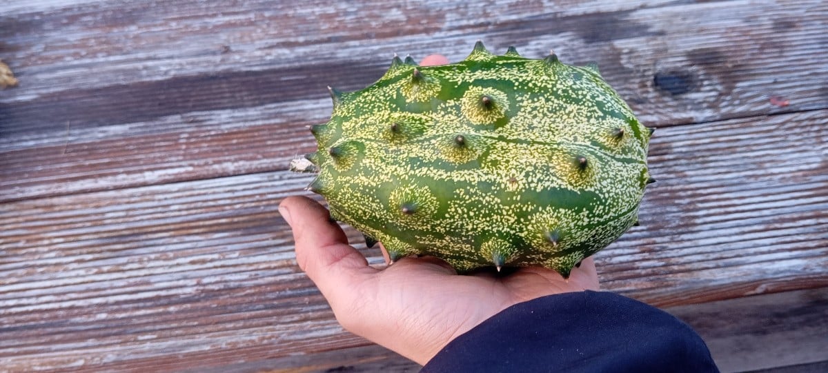 Gestern hab ich noch Kiwano's, Tobinambur und meine letzten beiden Schlangenhaargurken geerntet. Die Inkagurken werden …
