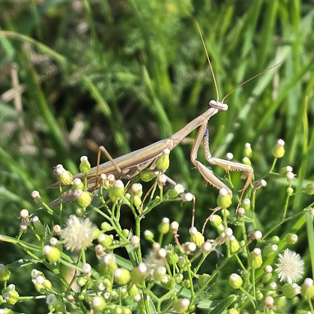 Auberginenpflanzen und Paprikapflanzen an Äste Stütze befestigt. 10 Planzen gekauft für einen Hecke für Vögel und Insek…