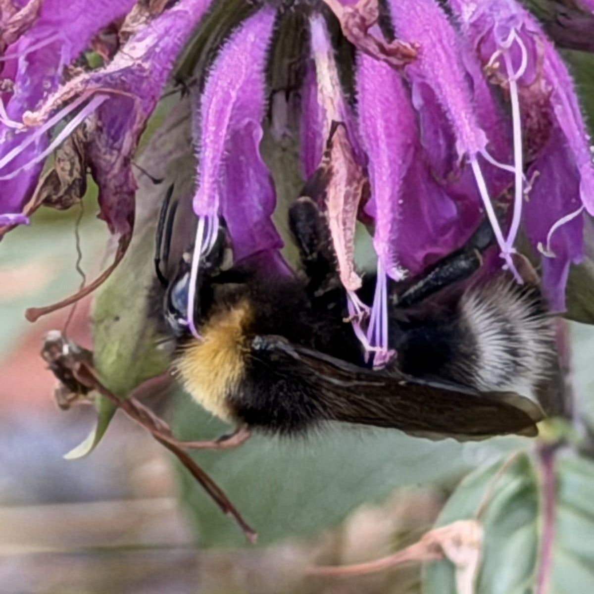 Endlich habe ich auch mal Zucchini-Schwemme 🤪
Brombeeren werden dieses Jahr zu Saft und Eis verarbeitet.
Aroniabeeren …