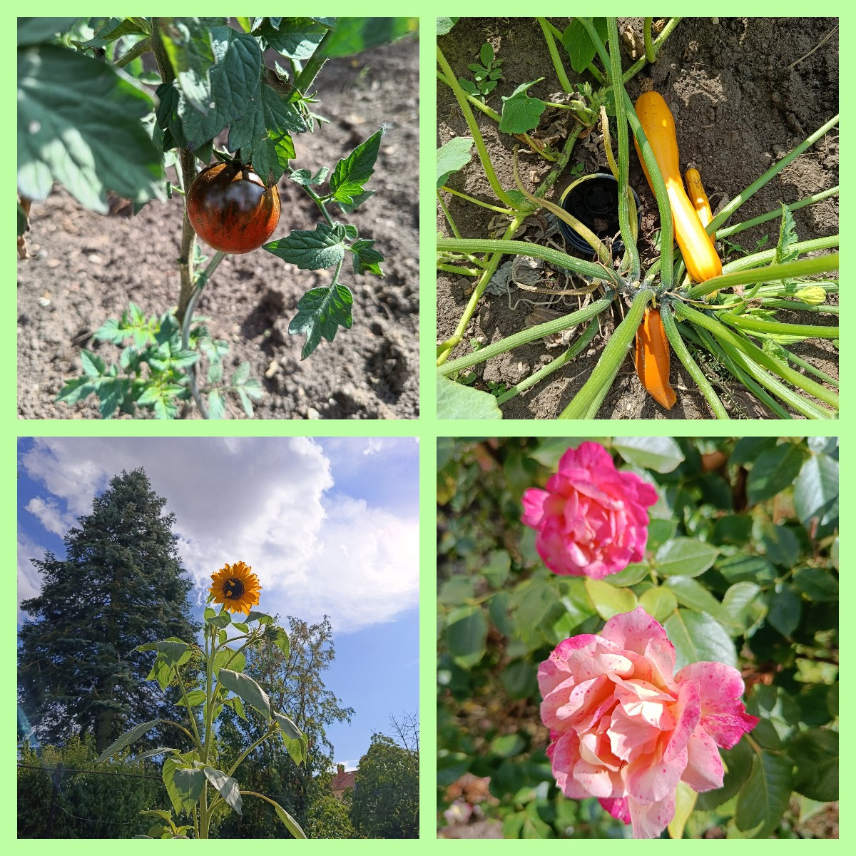 Ein kleines Abadet von heute endlich werden die Tomaten rot .Und bald können wir die 1 Zucchini ernten.Da freue ich mic…