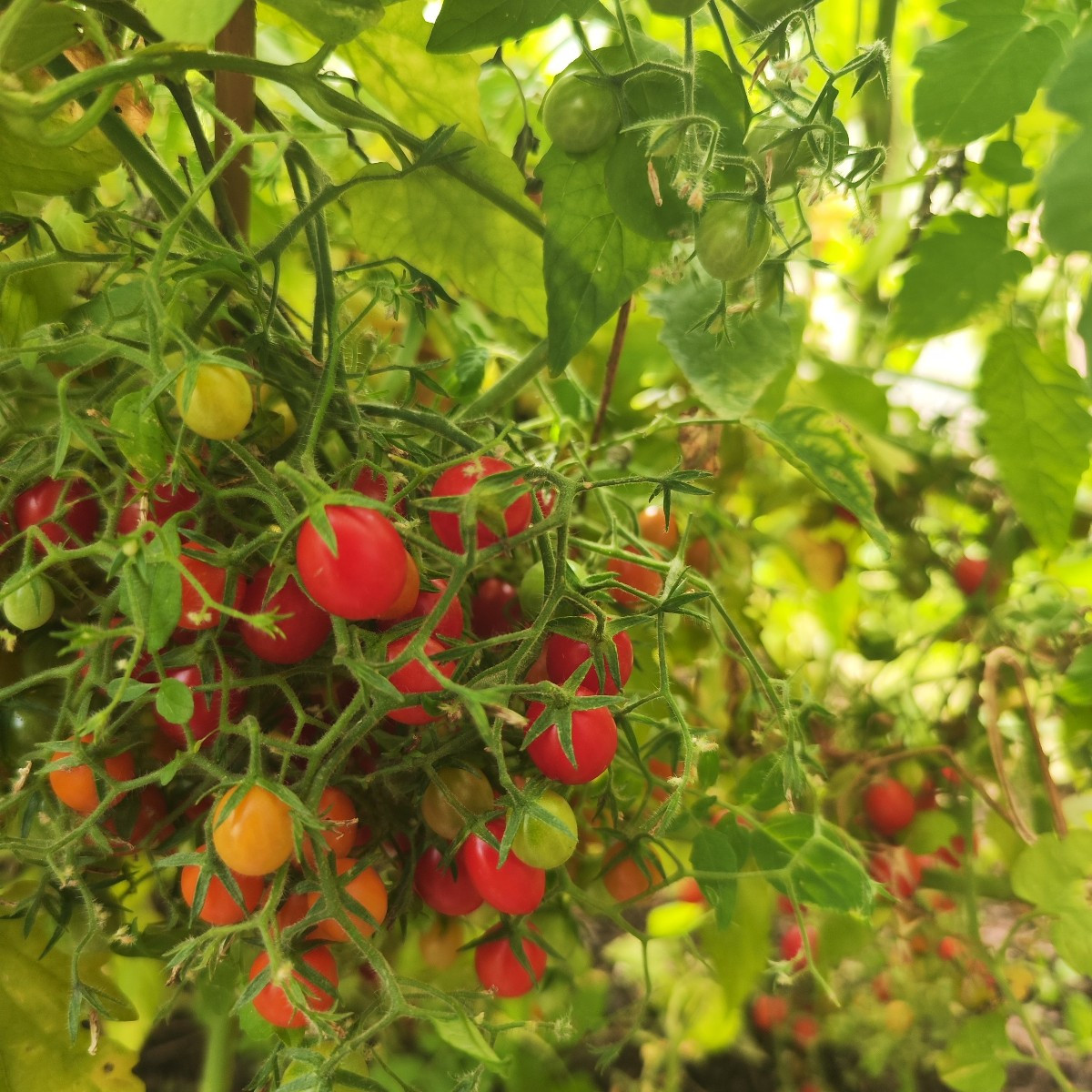 This year, my garden has EVERYTHING. From a total failure with the cucumbers to bolted lettuce and failed cauliflower, …