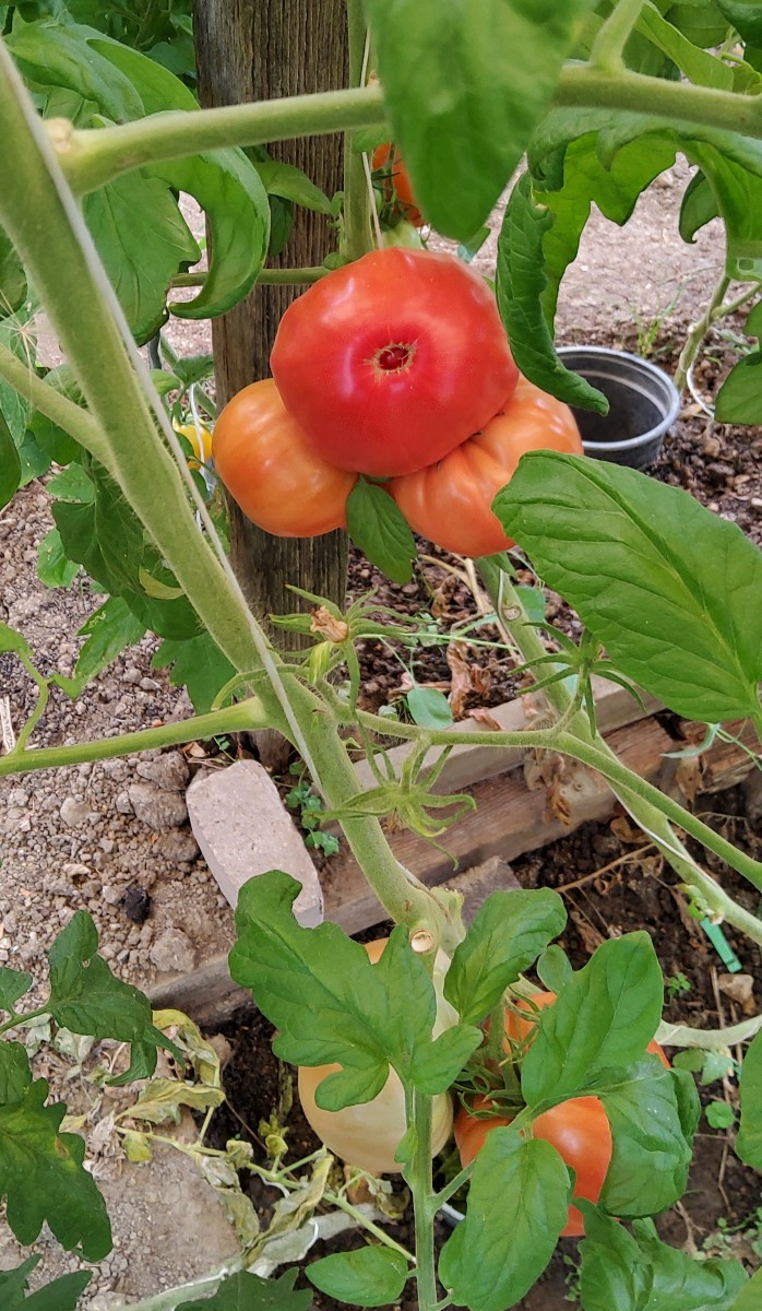 ... vor ein paar Jahren fand ich unter meinen selbstvermehrten Tomaten eine Sorte, die komplett aus der Reihe tanzte...…