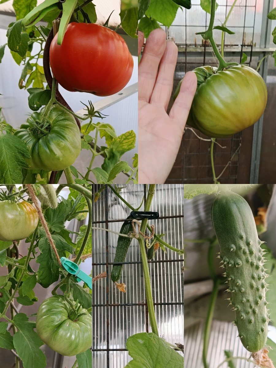 Im Hausgarten habe ich Mangold, etwas Feldsalat, Salat und eine Handvoll Tomaten geerntet. Es blüht noch schön, die Fle…