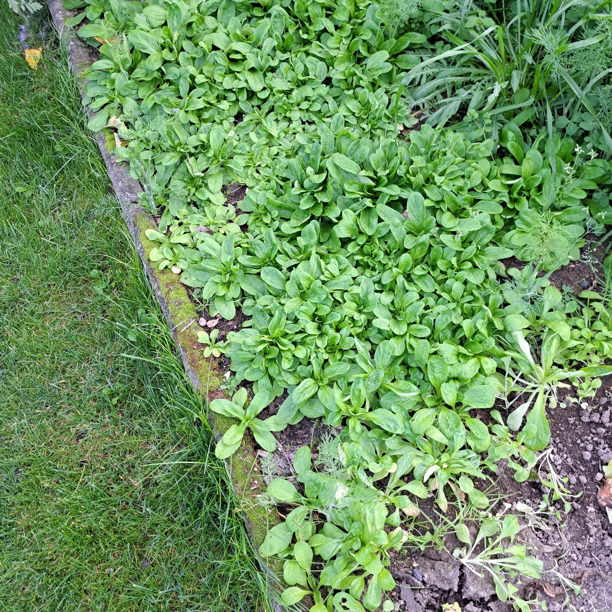 Ich sag auch das es Feldsalat ist. Wir haben schon den ersten schon geerntet😋 Und nochmal ausgesät für nächste Jahr.