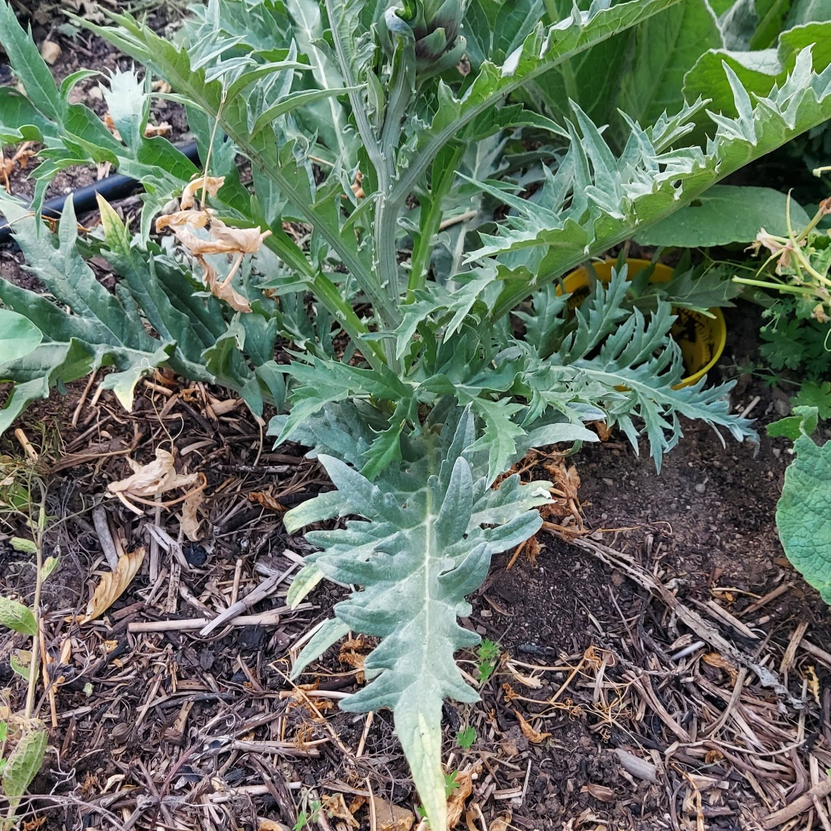 Heute die erste große Ernte reingeholt. Meine ersten Zucchini dieses Jahr 🥰
Einige Gurken hatten wir schon, sowie eine…
