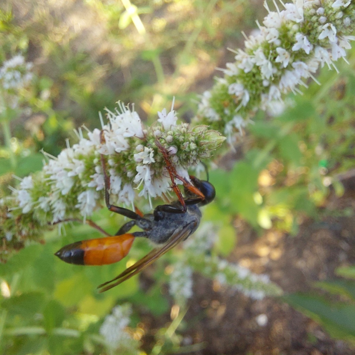 Gestern wieder spannende Tiere entdeckt.
An der Apfelminze hat es nur so gewimmelt von Fliegen. Schillernd grüne und di…
