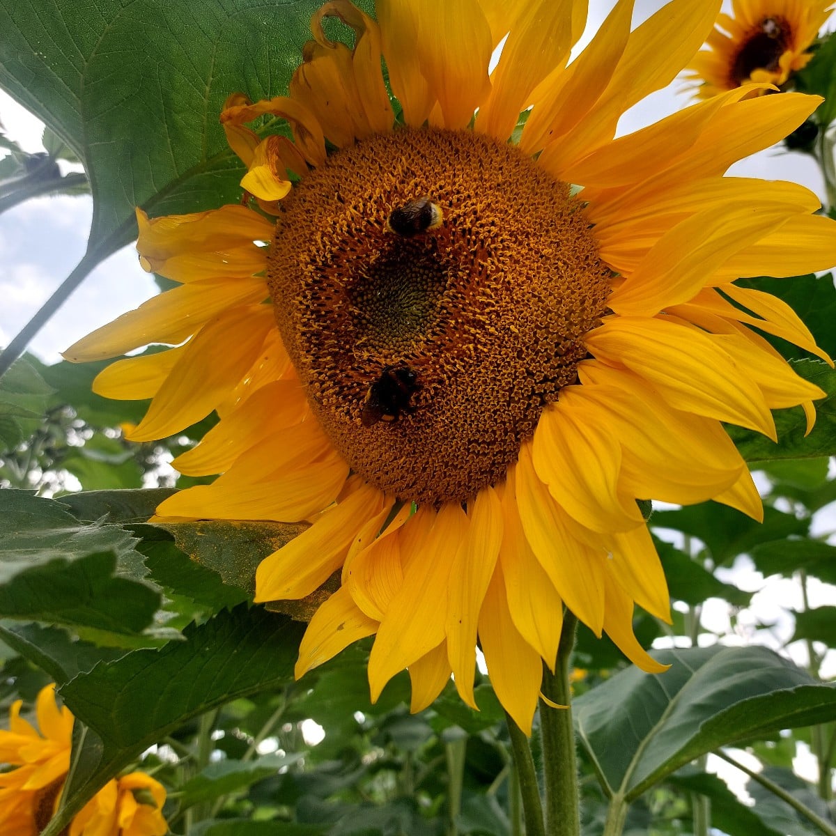 Die Insekten erfreuen sich an den Sonnenblumen ☺️🌻💚
