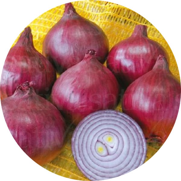 Robelja