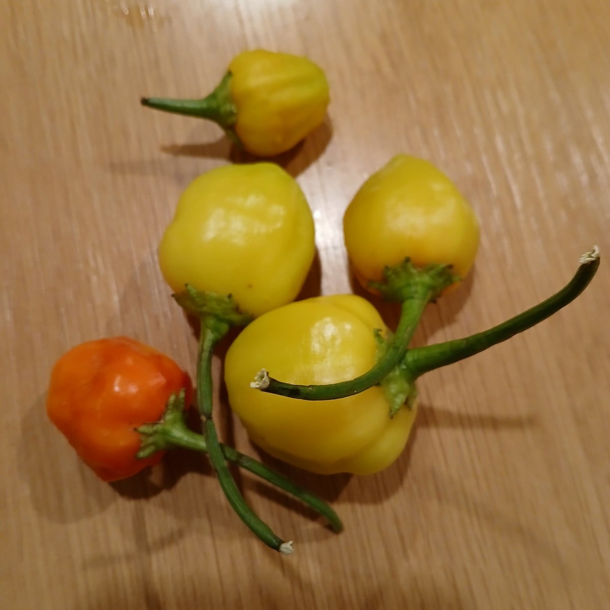 Ich hab auch mal wieder ein paar Erntebilder:
1. dreierlei Auberginen
2. vor der weiterverarbeitung nehmen die gelben u…
