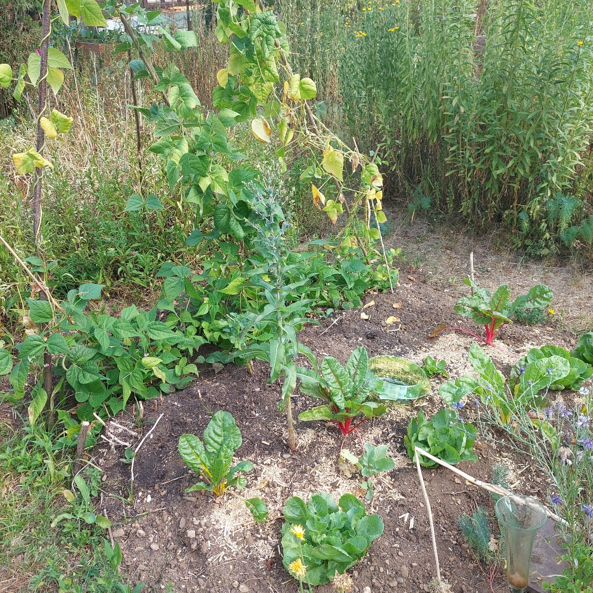 #Einkaufenimgarten
Die Tomaten werden mehr. So schön bunt.
Mal sehen, was mir von den Schnecken(?) vom Weißkraut übrig …